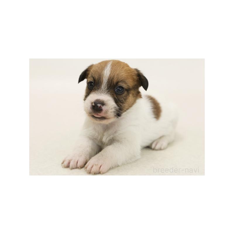 成約済の神奈川県のジャックラッセルテリア-407050の2枚目